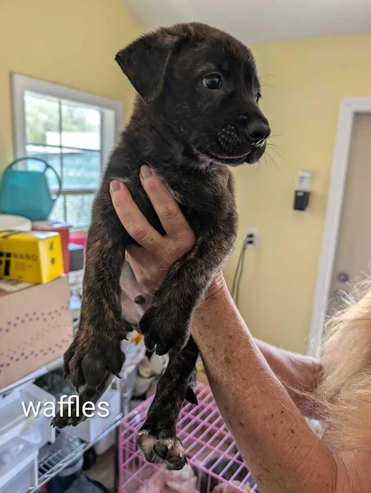 A baby small-sized male Mountain Cur dog named Waffles  Maple for adoption in Lakeland, FL