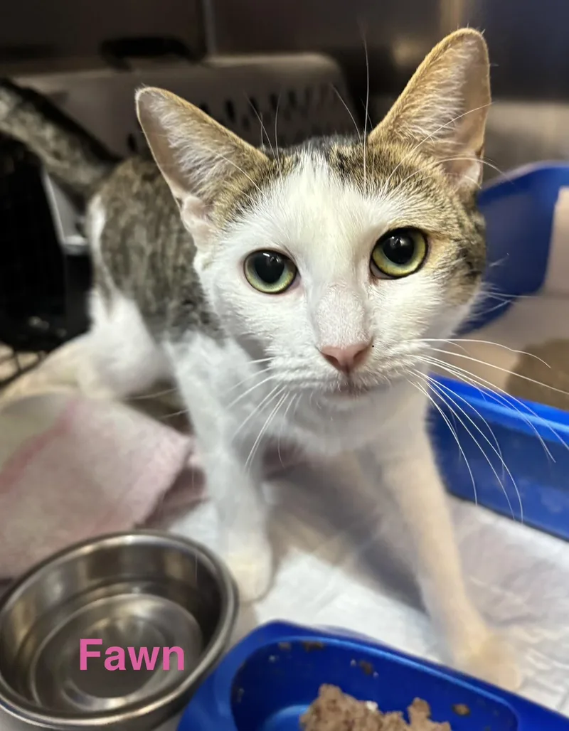 A young medium-sized female White Domestic Short Hair cat named Fawn for adoption in Las Vegas, NV