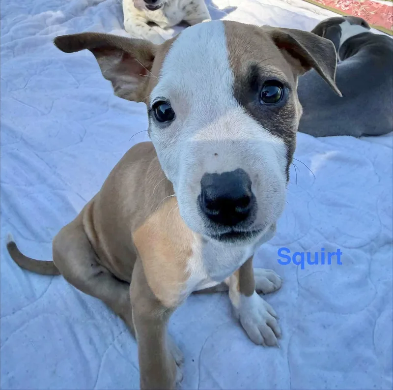 A baby medium-sized female Labrador Retriever dog named Squirt for adoption in Manchester, CT