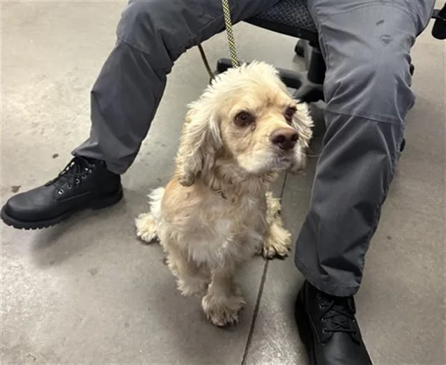 A young large-sized male Cocker Spaniel dog named Frito for adoption in Phoenix, AZ