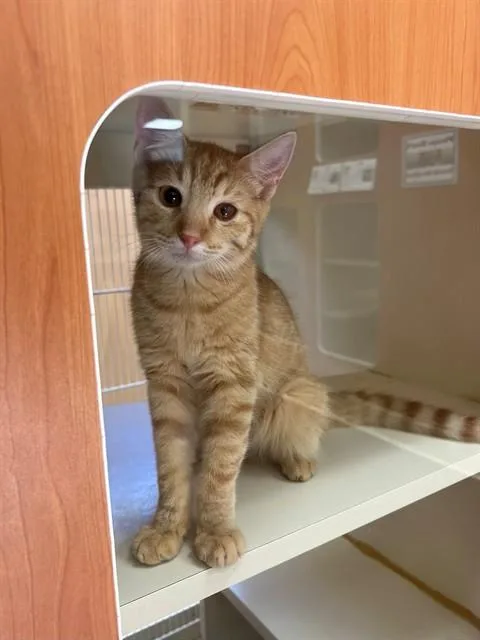 A young small-sized male Domestic Short Hair cat named Sunny for adoption in Blythe, CA