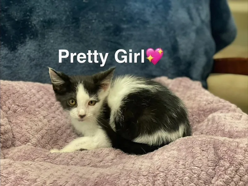 A baby small-sized female Domestic Short Hair cat named Pretty Girl for adoption in Lunenburg, MA