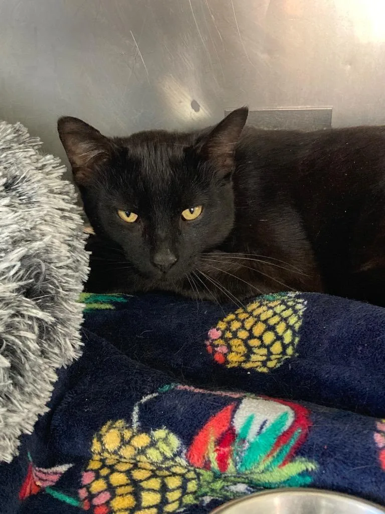 A young medium-sized male Domestic Short Hair cat named Groot for adoption in Pierceton, IN