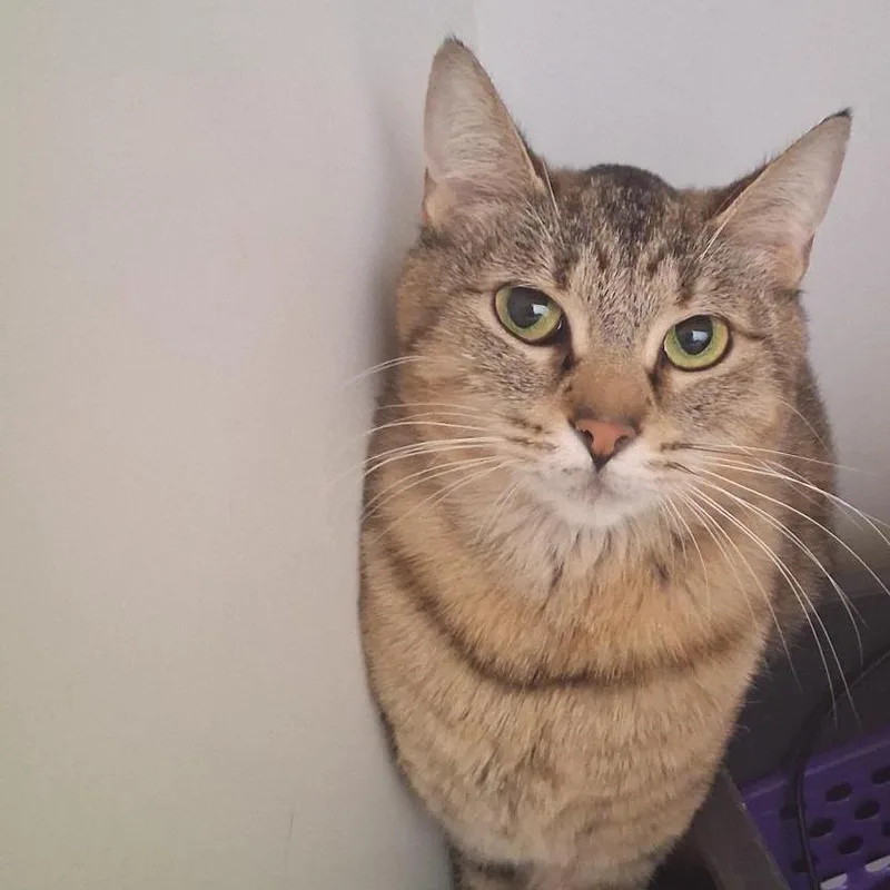 A young medium-sized female Domestic Short Hair cat named Twix Marin for adoption in Los Angeles, CA