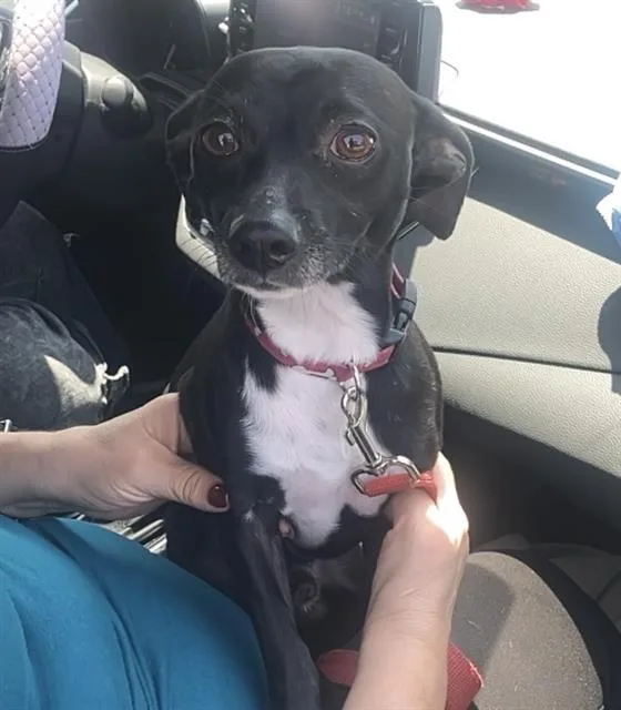An adult small-sized male Chihuahua dog named Thunder for adoption in San Antonio, TX