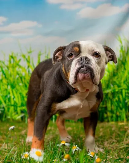 An adult medium-sized female English Bulldog dog named Clementine for adoption in Seattle, WA