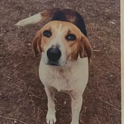 Gin Rummy thumbnail 2