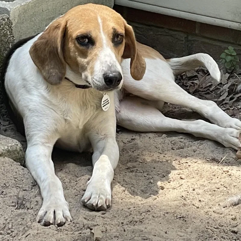 Gin Rummy thumbnail 3