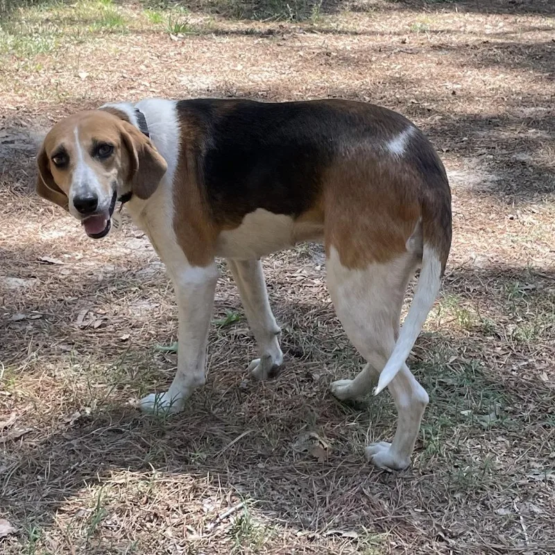 Gin Rummy thumbnail 4