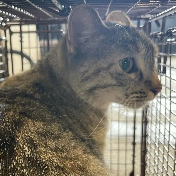 An adult small-sized female Domestic Short Hair cat named Nanaka for adoption in Des Moines, IA