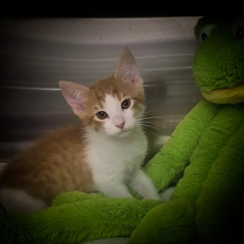 A baby small-sized male Orange / Red Domestic Short Hair cat named Tian for adoption in Upland, CA