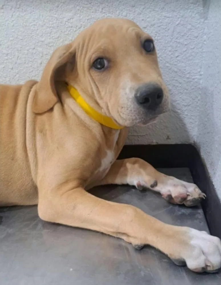A baby large-sized female White / Cream Labrador Retriever dog named Taki for adoption in Sedalia, CO