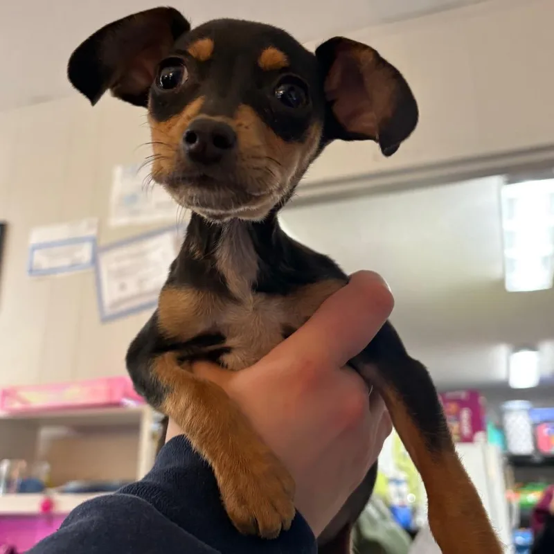 A young small-sized female Black Dachshund dog named Valley for adoption in Morganton, NC