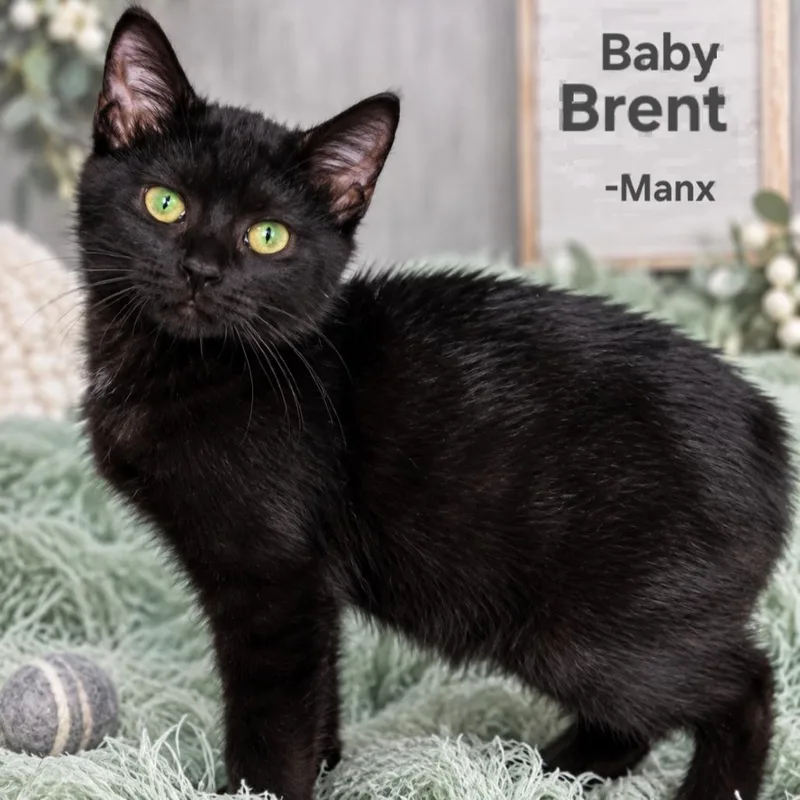 A baby medium-sized male Manx cat named Baby Brent for adoption in Quincy, OH