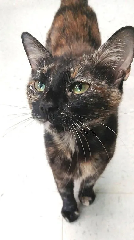 An adult medium-sized male Tortoiseshell cat named Ivy for adoption in Pegram, TN