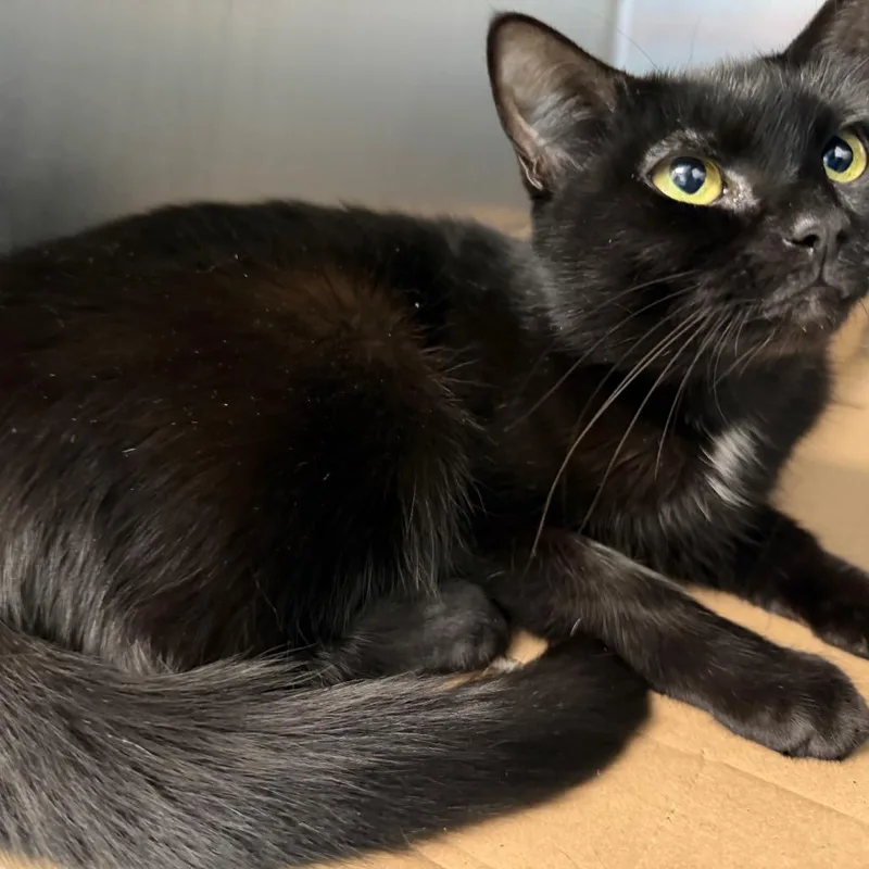 A young medium-sized female Black Domestic Short Hair cat named Bucky for adoption in Philadelphia, PA