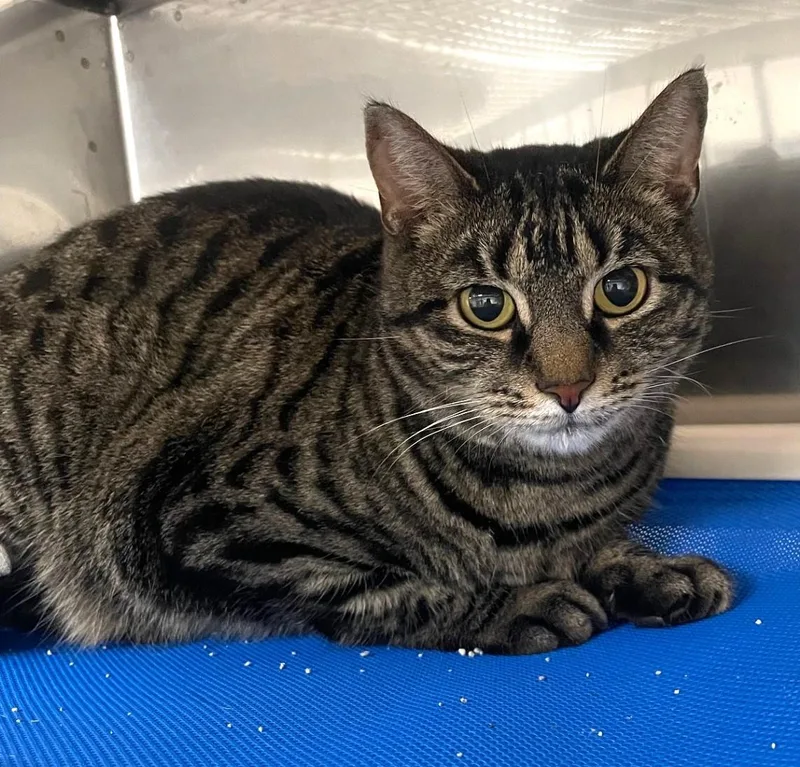 An adult medium-sized female Domestic Short Hair cat named Fiona for adoption in Floyd, VA