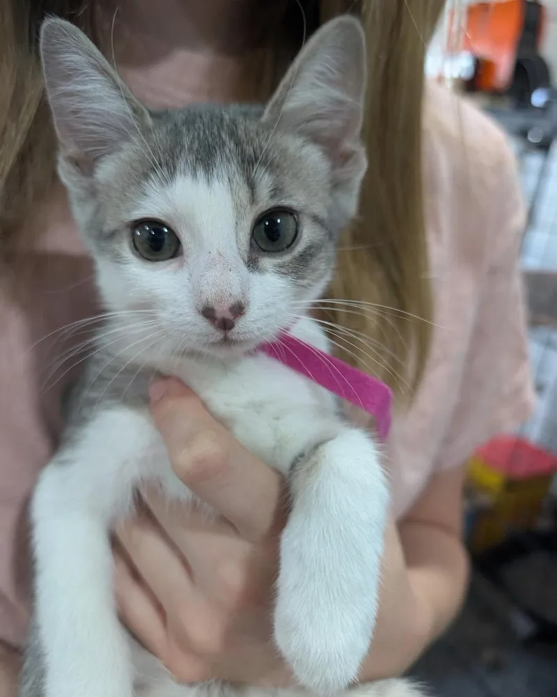 A baby medium-sized female White Domestic Short Hair cat named Dilla for adoption in White Oak, PA