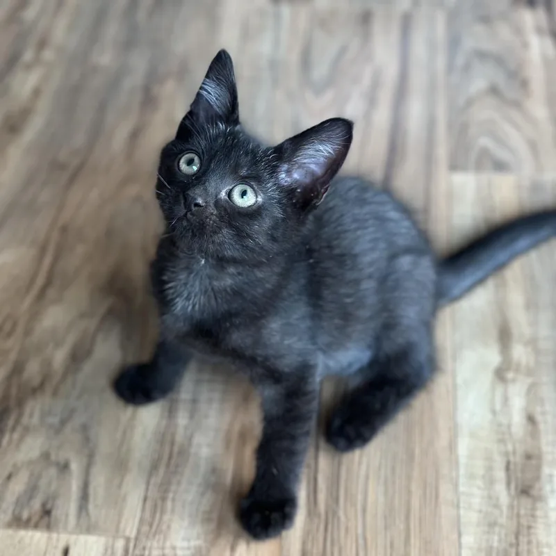 A baby small-sized male Black Domestic Short Hair cat named Roland for adoption in Evansville, IN