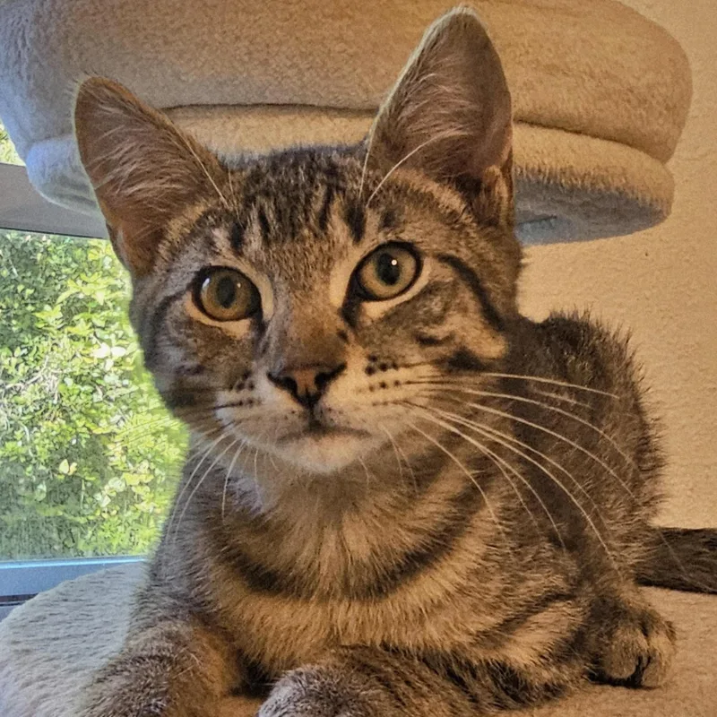 A baby medium-sized male Tabby (Buff / Tan / Fawn) Tabby cat named Wally Sweet And for adoption in Hoquiam, WA