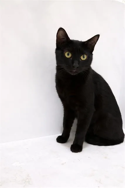 A young small-sized male Domestic Short Hair cat named Oliver for adoption in Winter Haven, FL