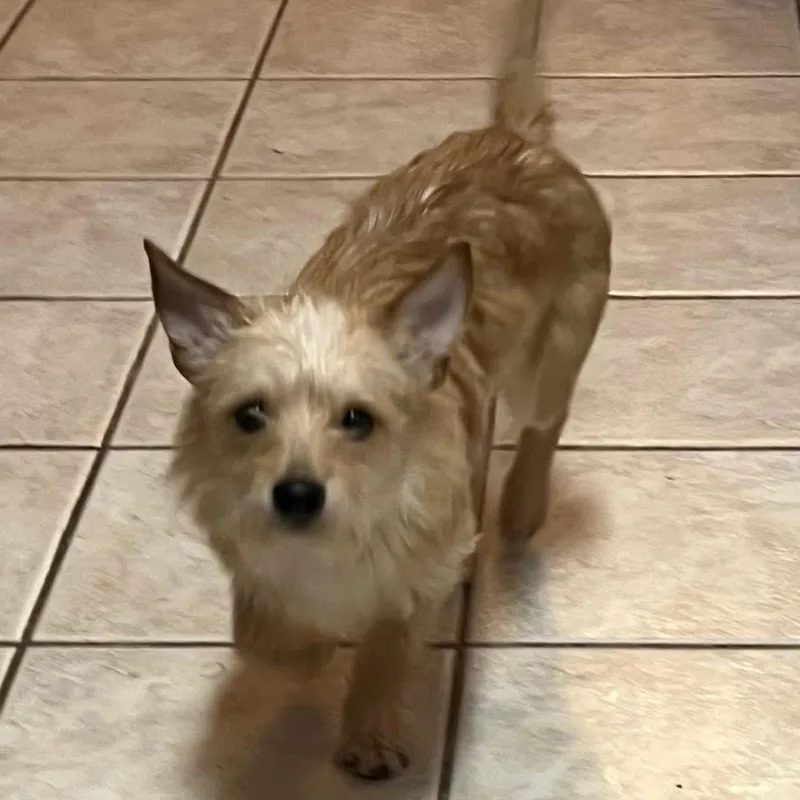 An adult small-sized male Yellow / Tan / Blond / Fawn Terrier dog named Travis Aka Travvy for adoption in Springfield, MO