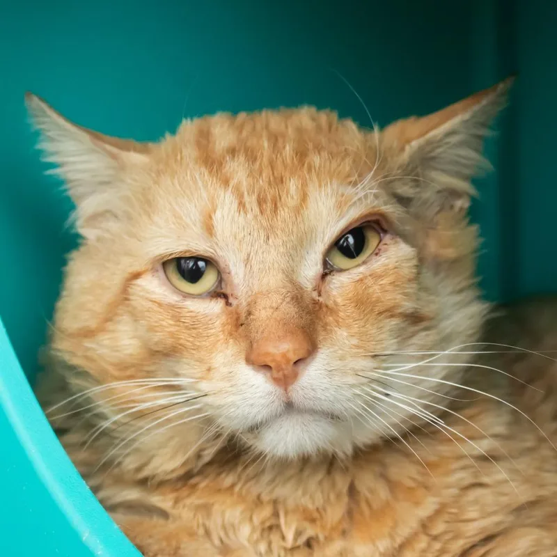 An adult medium-sized male Orange / Red Domestic Medium Hair cat named Sumo for adoption in Middletown, RI