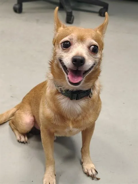 Peanut