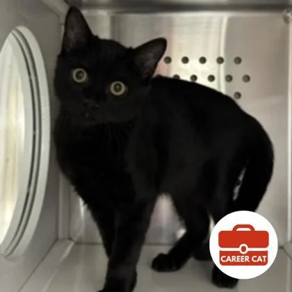 A young small-sized male Domestic Short Hair cat named French Fry for adoption in Roseville, CA