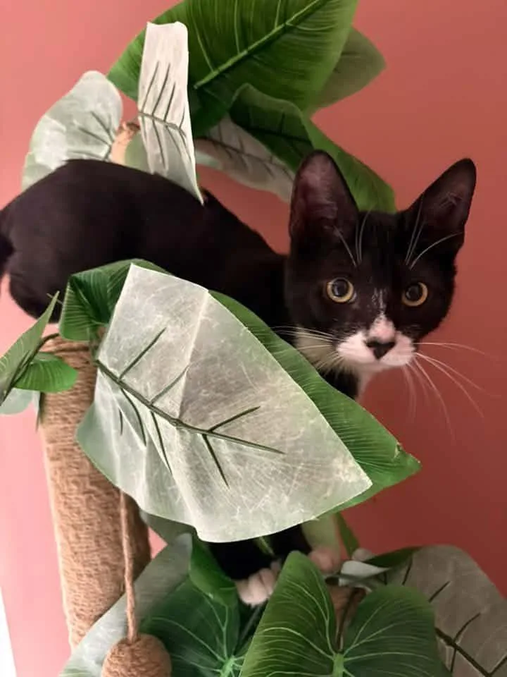 A baby medium-sized male Black & White / Tuxedo Domestic Short Hair cat named Ryland for adoption in Breinigsville, PA
