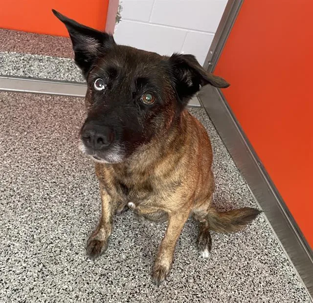 A senior medium-sized female Mixed Breed dog named Jenna for adoption in Palmetto, FL