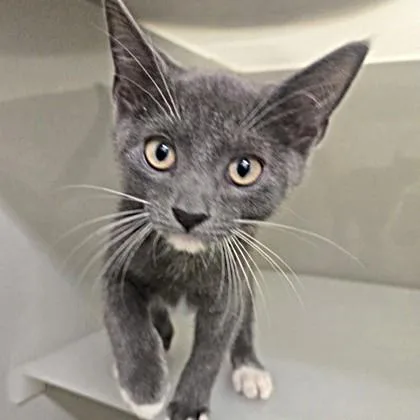 A baby medium-sized male Gray & White Domestic Short Hair cat named Hermes for adoption in Phoenixville, PA