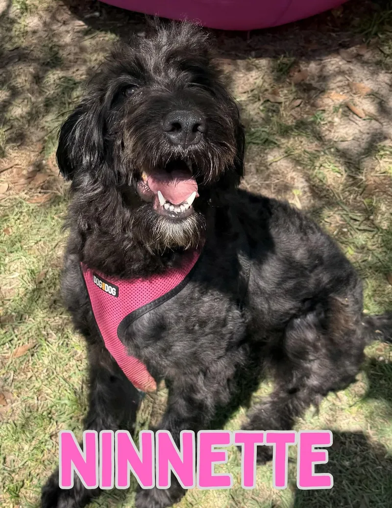 Ninnette