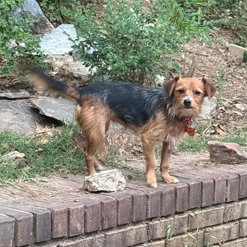 An adult small-sized female Yellow / Tan / Blond / Fawn Terrier dog named Keely for adoption in Bessemer, AL