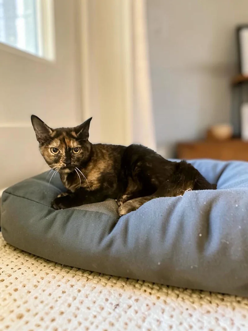 A baby medium-sized female Domestic Short Hair cat named Thalia for adoption in Champaign, IL