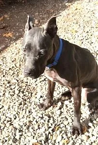 Meet The Regal Pappy. thumbnail 3