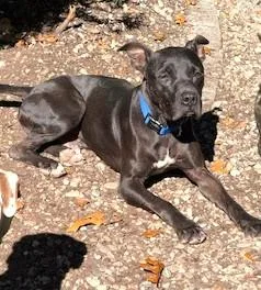 Meet The Regal Pappy. thumbnail 5