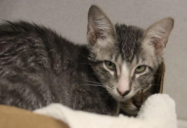 A baby small-sized male Domestic Short Hair cat named Clover for adoption in Tucson, AZ