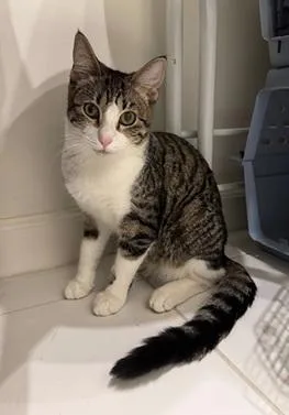 A young medium-sized male Brown / Chocolate Domestic Short Hair cat named Louie for adoption in San Francisco, CA