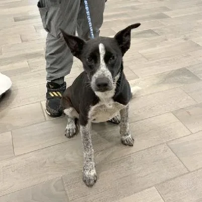 A young medium-sized female Australian Cattle Dog / Blue Heeler dog named Gia for adoption in Nevada, MO