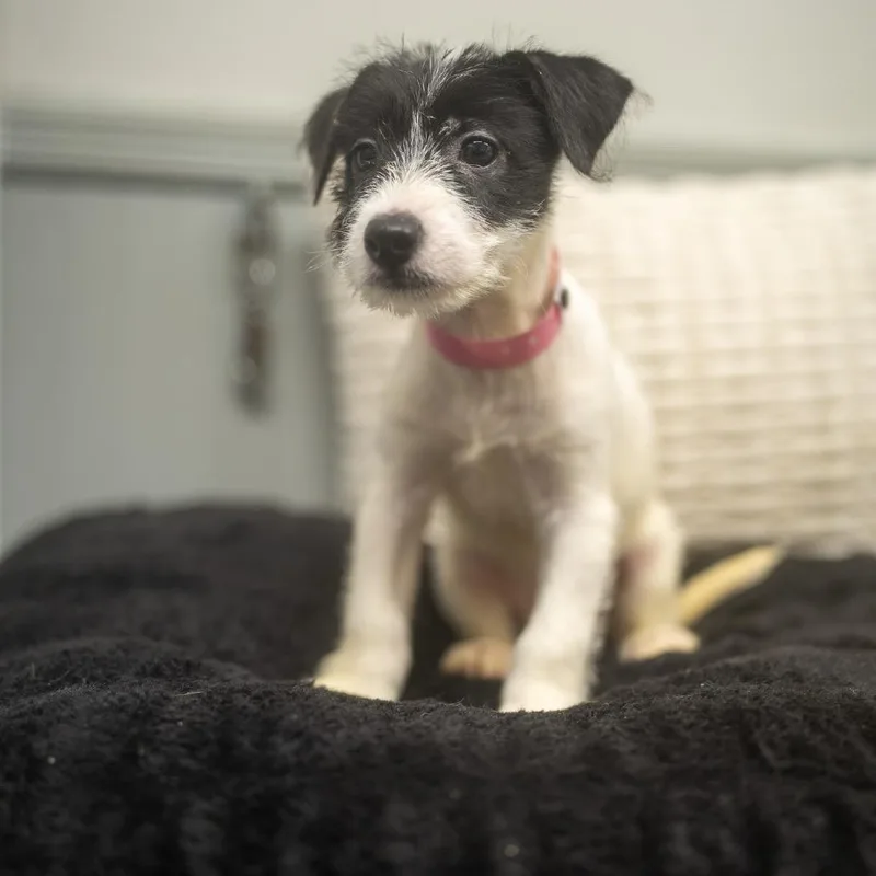 A baby small-sized female Terrier dog named Prisk for adoption in Pawling, NY
