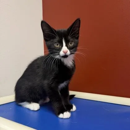 A baby small-sized male Domestic Short Hair cat named Louie for adoption in Janesville, WI