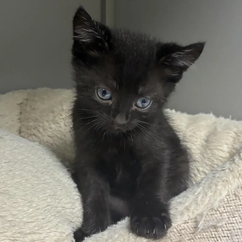 A baby small-sized male Black Domestic Short Hair cat named Buzz for adoption in Columbus, NC