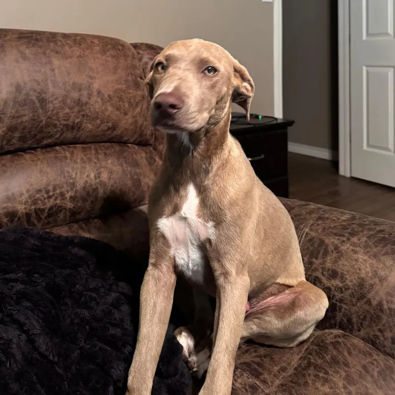 A young medium-sized male White / Cream Weimaraner dog named Hoss for adoption in Beaumont, TX