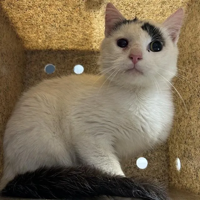 A young small-sized male Domestic Short Hair cat named King Neptune for adoption in Lincolnton, NC