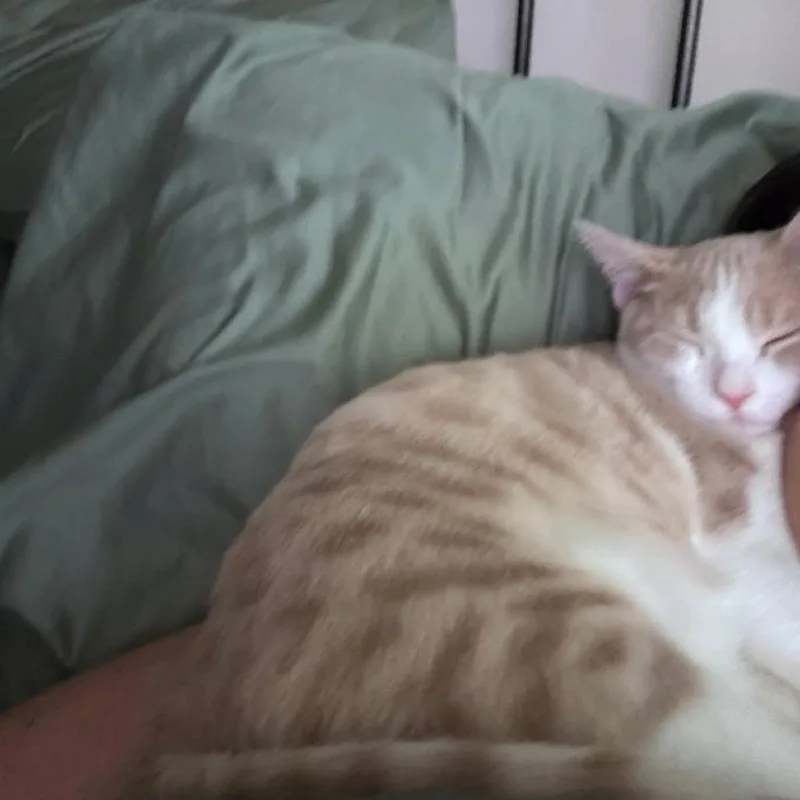 A young small-sized male White Domestic Short Hair cat named Ollie for adoption in White, GA
