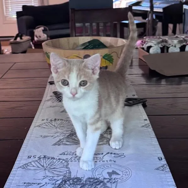 Ollie thumbnail 3