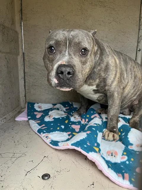 An adult medium-sized male Pit Bull Terrier dog named Scar for adoption in Indianapolis, IN
