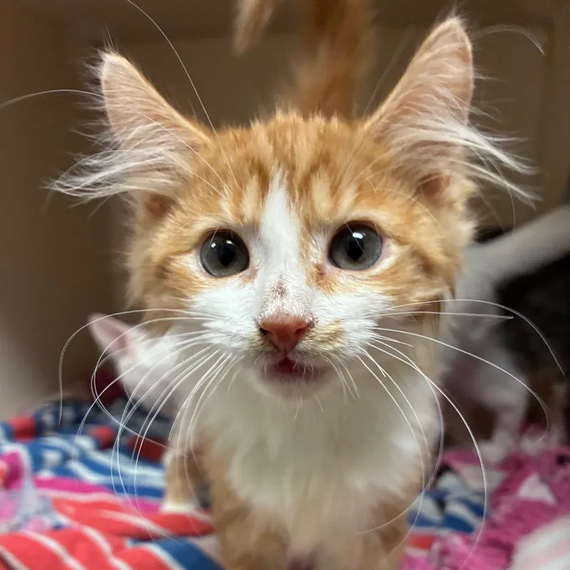 A young medium-sized male White Domestic Medium Hair cat named Tater tot for adoption in Yuma, AZ