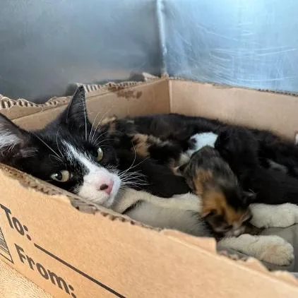 An adult medium-sized female Black Domestic Short Hair cat named Cookie Monster FKA Oreo for adoption in Philadelphia, PA